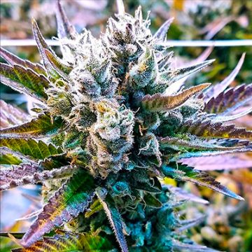 CBD Stephen Hawking Kush Photo Fem