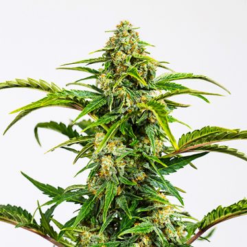 CBD Super 27 Auto Fem