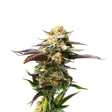 CBD Super Harley Photo Fem