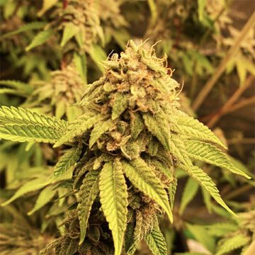 CBD Super Kush Photo Fem