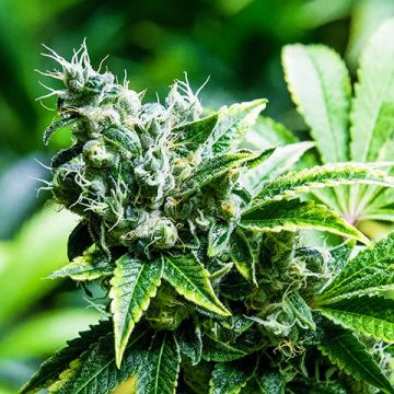 CBD Super Photo Fem