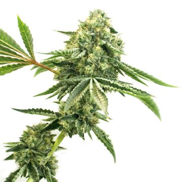 CBD Super Silver Photo Fem