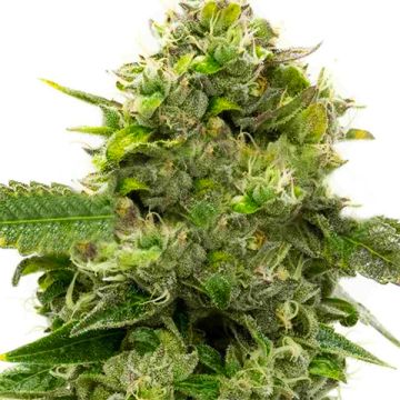 CBD Super Strawberry Photo Fem