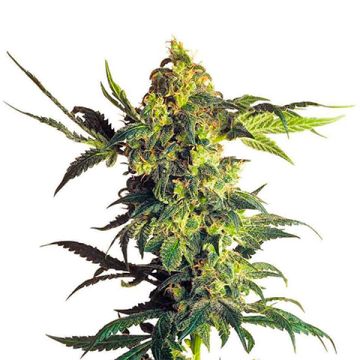 CBD Supreme Durban Photo Fem