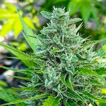 CBD Top Haze Auto Fem