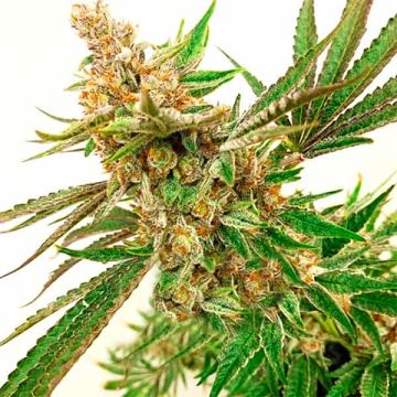 CBD Tutti Fruitti Photo Fem