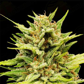 CBD Very Berry Photo Fem