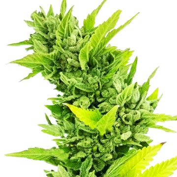CBD Wellness Photo Fem