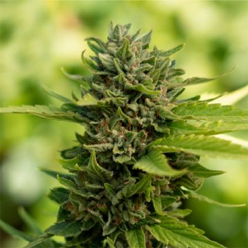CBD Zenergy Photo Fem