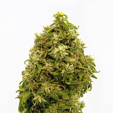 CBD Zero Photo Fem