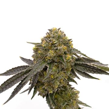 CBD Zkittlez Photo Fem