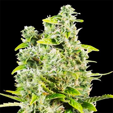 CBG Citrus Nectar Auto Fem