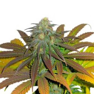 California Orange Photo Reg