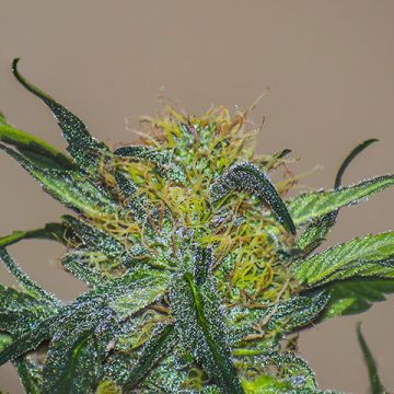 California Widow Auto Fem