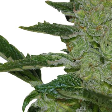 Candy Fruit Photo Fem