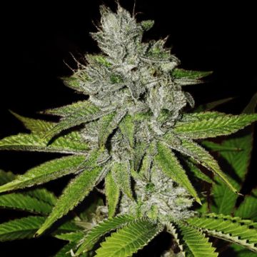 Candy Kush Fast Photo Fem