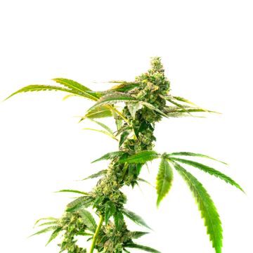 Candy Kush Photo Fem