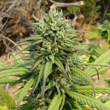 Candy Kush Photo Reg