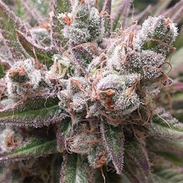 Candyland Photo Fem