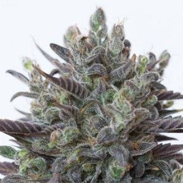 CBD Super Purple Auto Fem