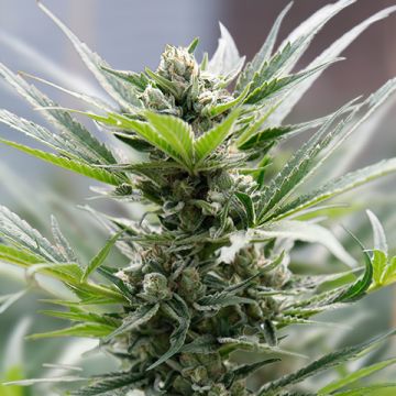 Cheese Auto Fem