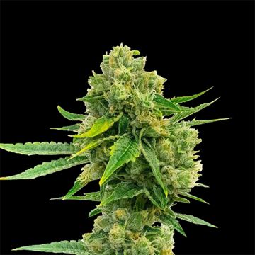 Cheese Diesel Photo Fem