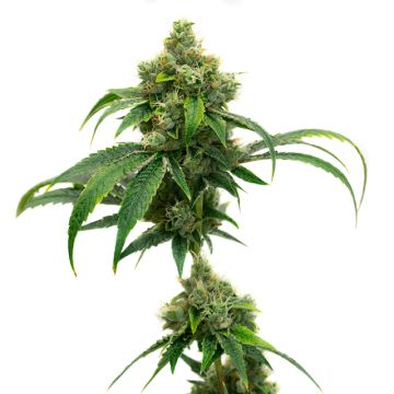 Cheese Photo Fem