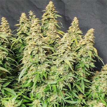 Cheesecake Auto Fem
