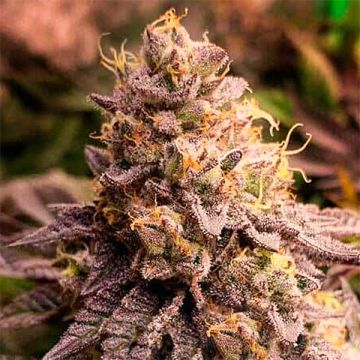 Cheesecake Gelato Auto Fem