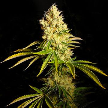 Chemdawg Photo Reg