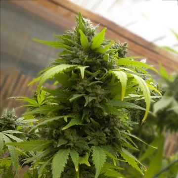 Chemdog Diesel Auto Fem