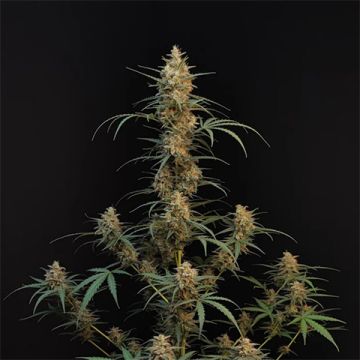 Chemdog Fast Photo Fem
