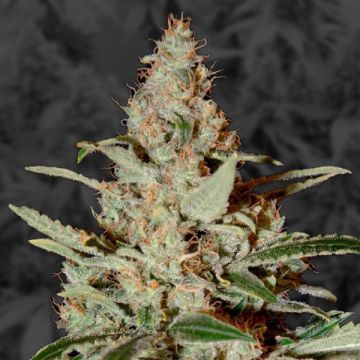 Chemdog4 Photo Fem