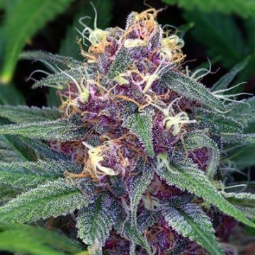 Cherry AK Auto Fem