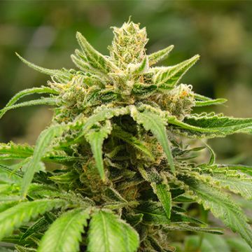 5 Pack - Cherry Pie Auto Fem - Free Seeds