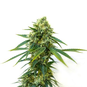 Cherry Pie Photo Fem