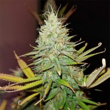 Chocolate Auto Fem