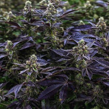 Chocolate Mint OG Photo Fem