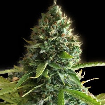 Chocolope Candy Photo Reg