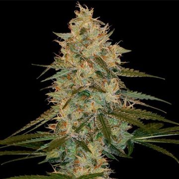 Chocolope Kush Photo Reg