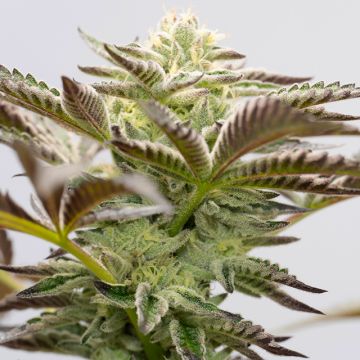 Chocolope Photo Reg