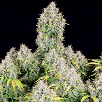 Cinderella99 Auto Fem