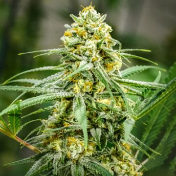 Cinderella Purple Kush Photo Fem