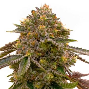 Cinderella Somango Photo Fem