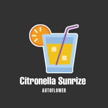 Citronella Sunrize Auto Fem