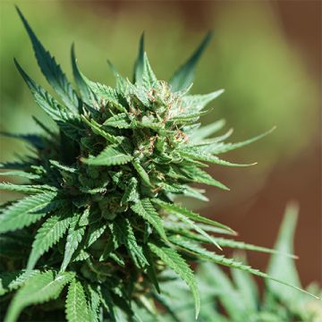 Colombian Gold Photo Fem