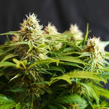 Colombian Jack Photo Fem