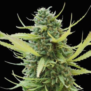 Columbian Gold Auto Fem