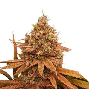 Columbian Gold Photo Reg