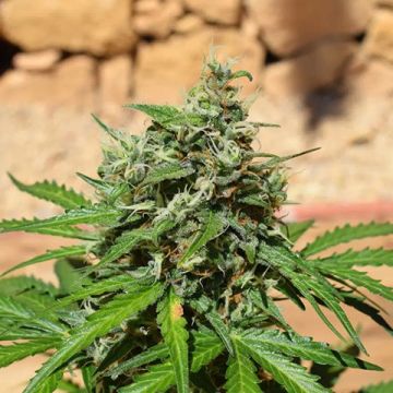 Cookies And Cream Photo Fem